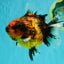 A Grade Tiger Oranda Female 5.5 inches #062626OR_38