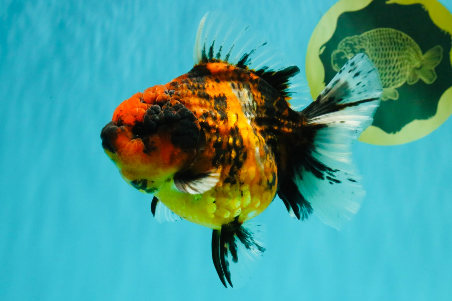A Grade Tiger Oranda Female 5.5 inches #062626OR_38