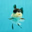 Cute Black Tancho Panda Oranda Male 3.5 inches #102524OR_19