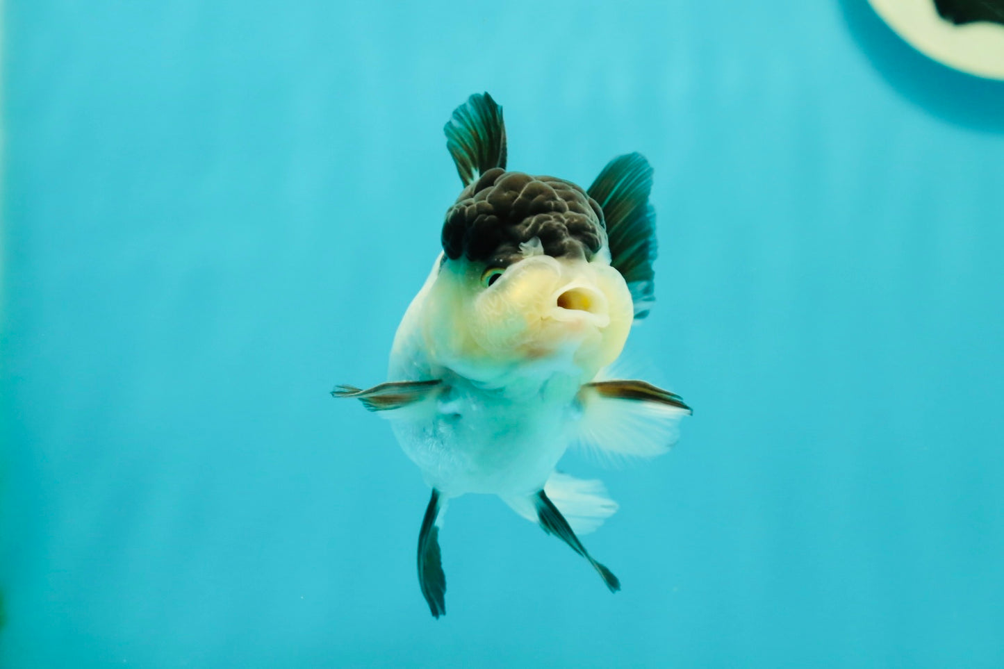 Cute Black Tancho Panda Oranda Male 3.5 inches #102524OR_19