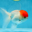 A Grade Little Tomato Cap Red Cap Oranda Male 4-4.5 inches #062025OR_18