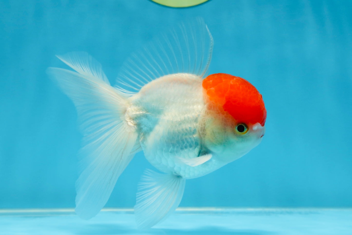 A Grade Little Tomato Cap Red Cap Oranda Male 4-4.5 inches #062025OR_18
