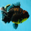 AAA Grade Dark Tiger Godzilla Oranda Female 6.5-7 inches #060625OR_13