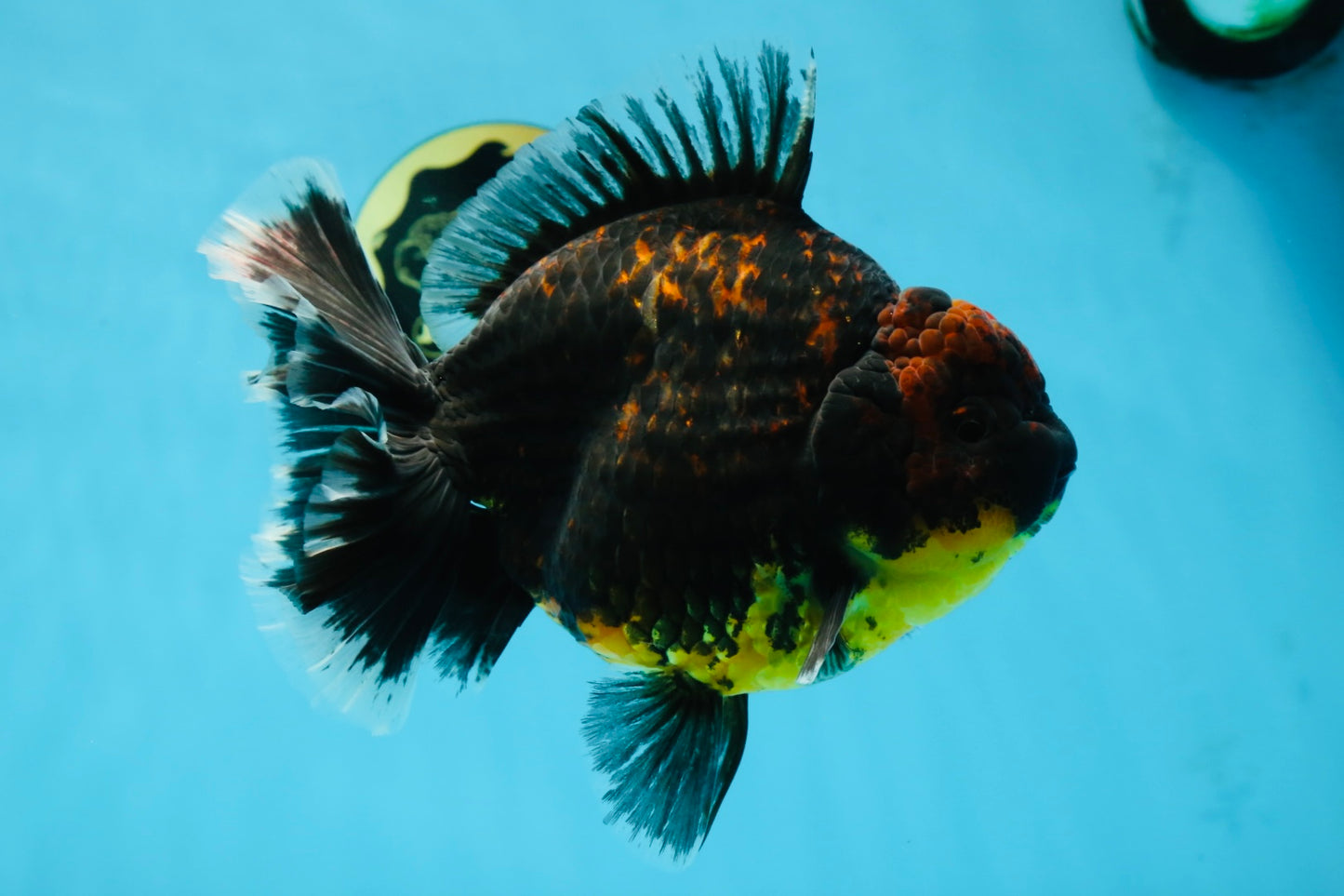 AAA Grade Dark Tiger Godzilla Oranda Female 6.5-7 inches #060625OR_13