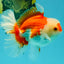 A Grade Red White Oranda Male 6 inches #041726OR_20
