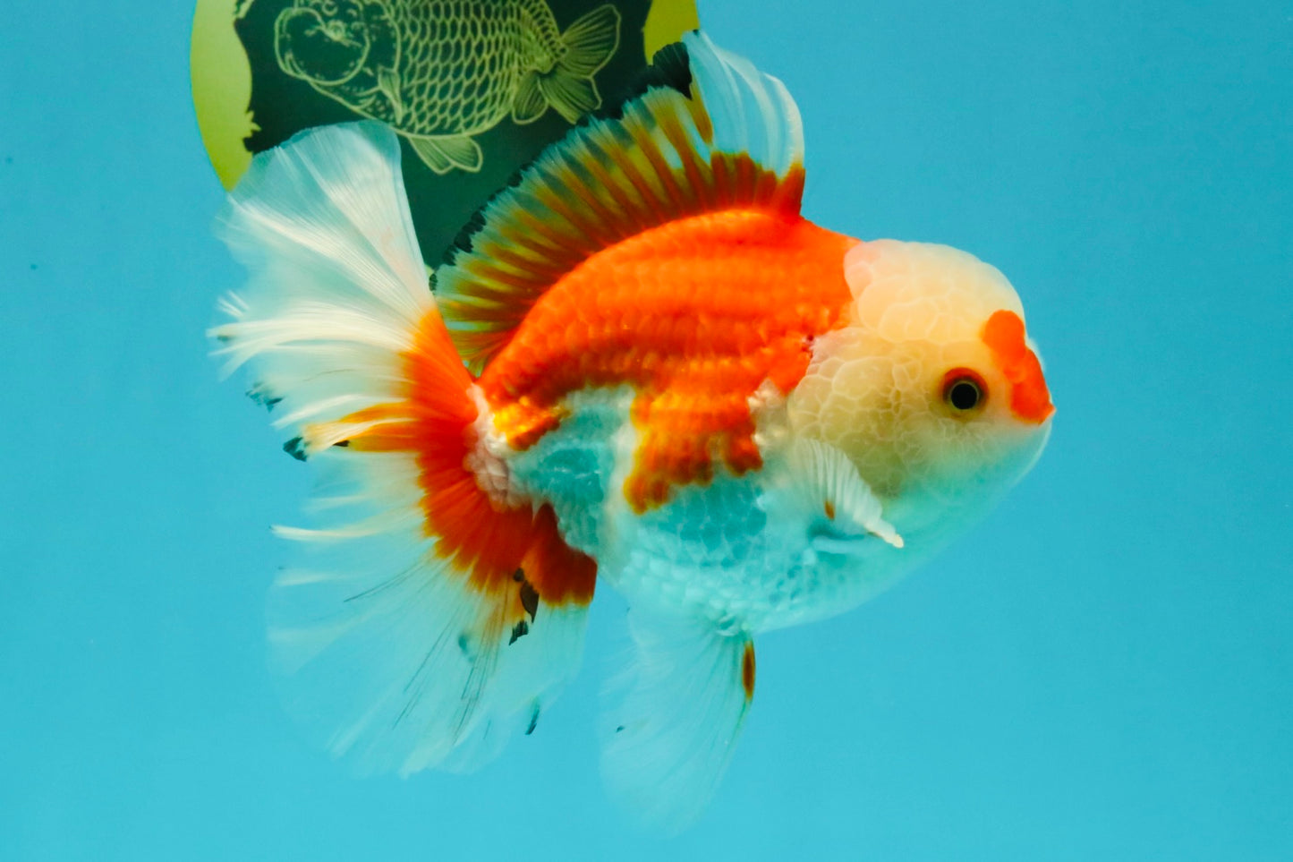 A Grade Red White Oranda Male 6 inches #041726OR_20