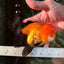 Black Red (Apache) Oranda Female 5.5 inches #102624OR_13