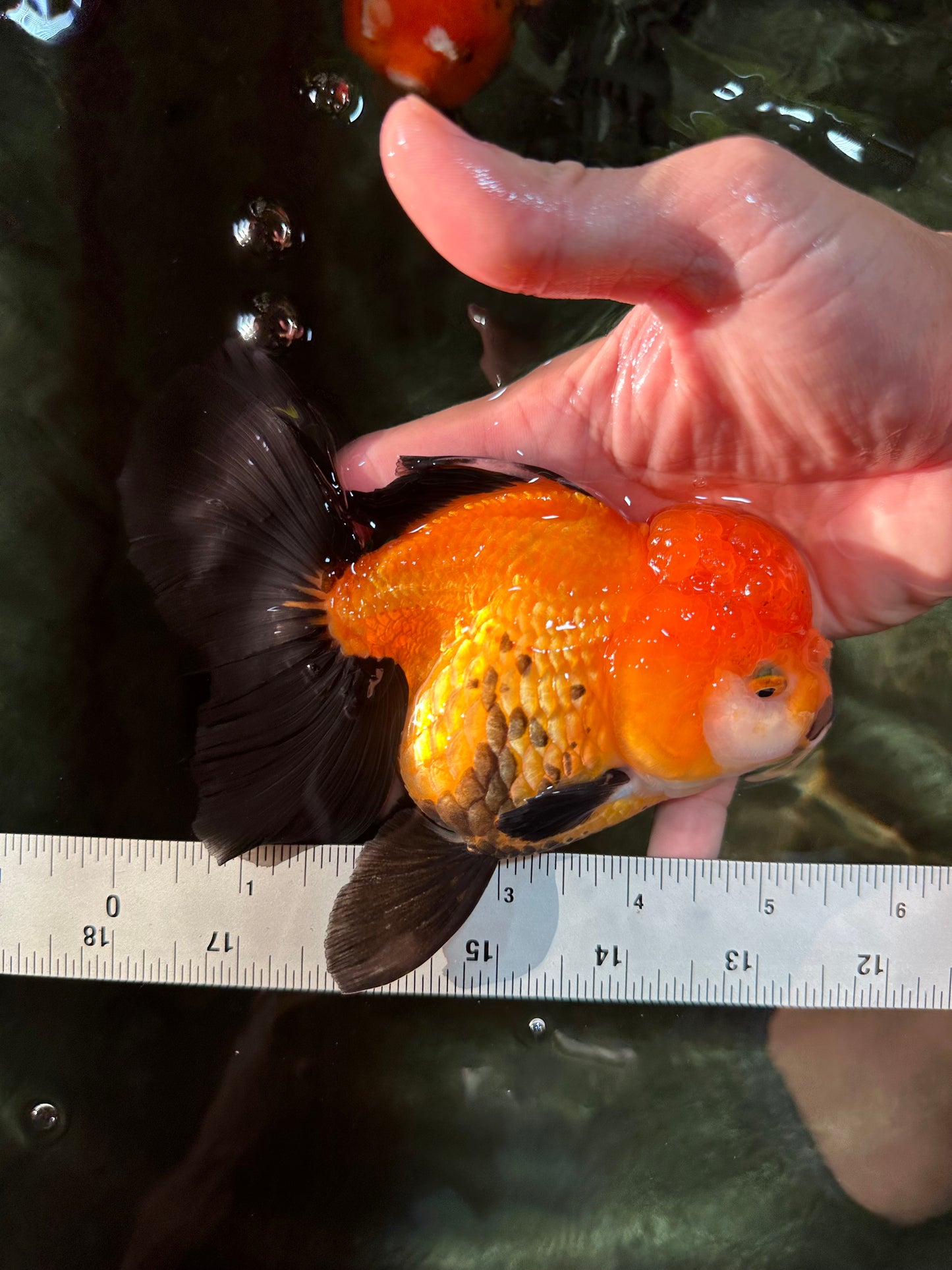 Black Red (Apache) Oranda Female 5.5 inches #102624OR_13