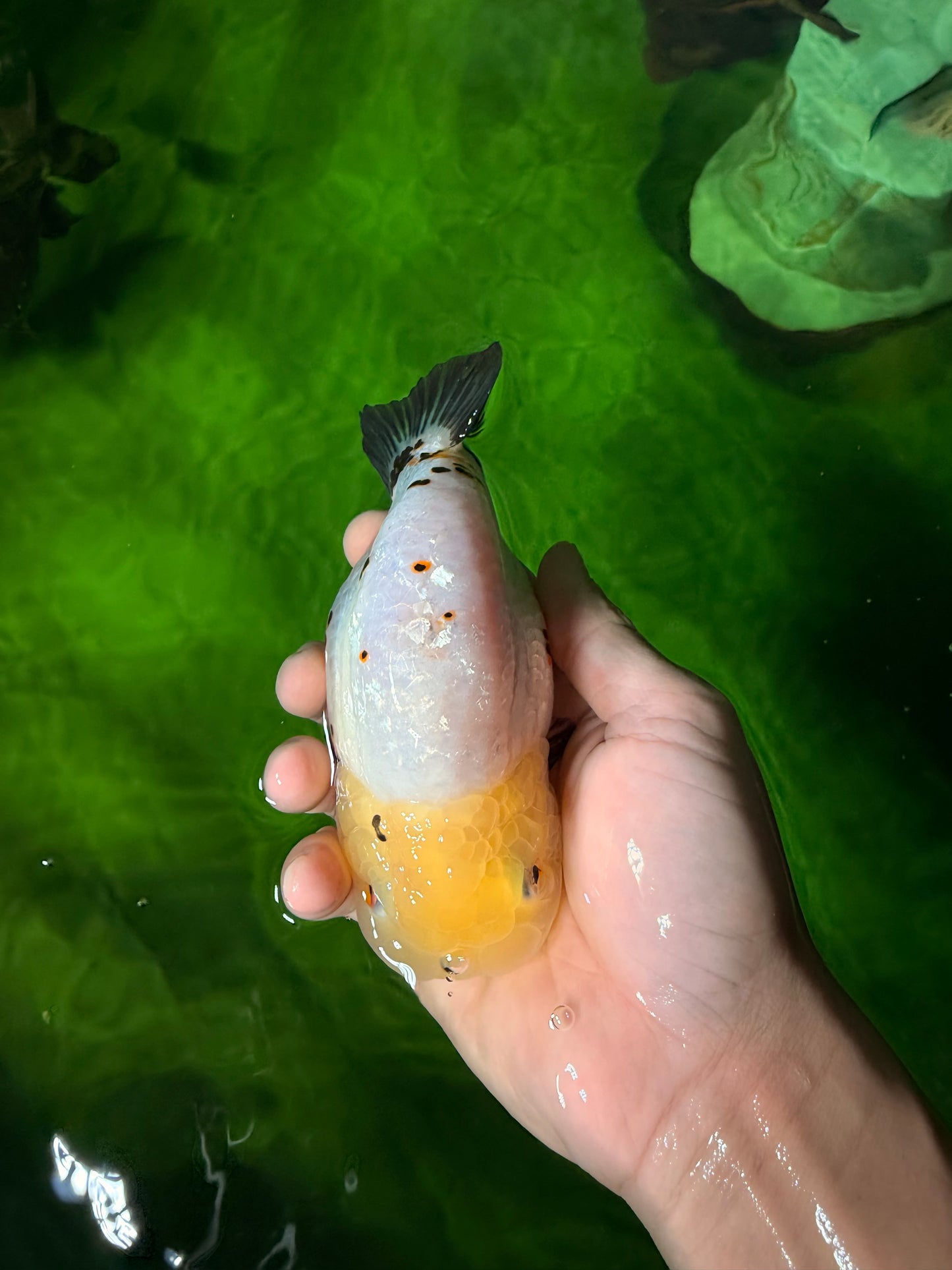 Chinese Sakura Ranchu Female 5-5.5 inches #041026RC_19