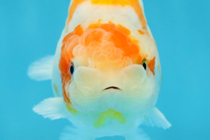 A Grade Kohaku Sakura Female LionQueen 4-4.5 inches #060625LC_02