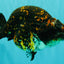 Tiger Ranchu Female 6 inches #100926RC_32