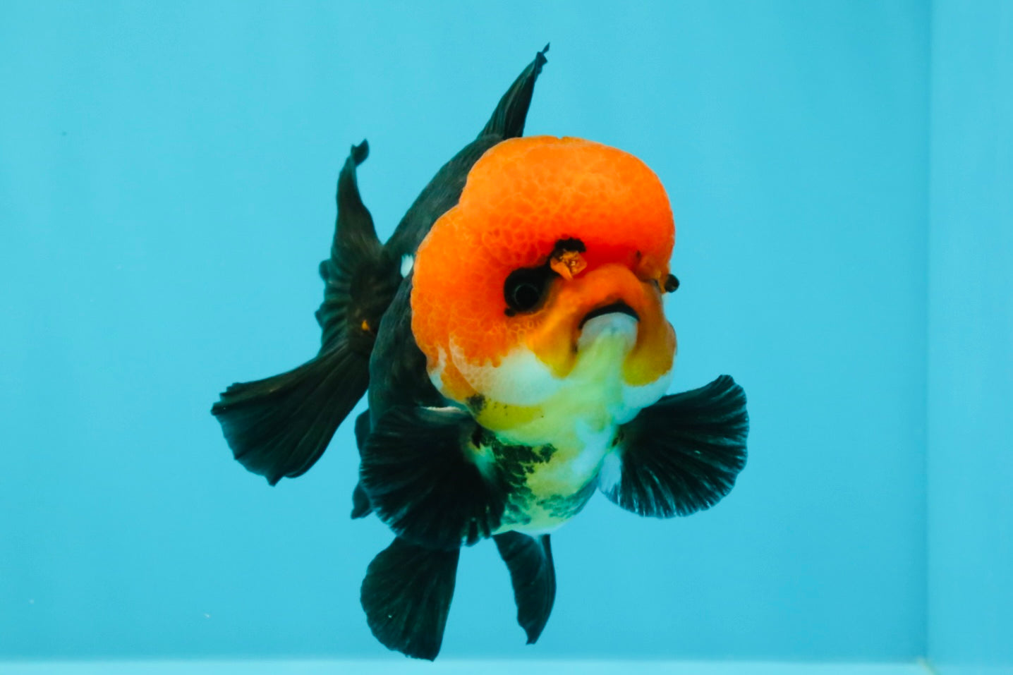 A Grade Red Head Button Eyes Tricolor Yuanbao Male 4-4.5 inches #031326YB_16