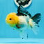 Panda Oranda de catégorie A, femelle Lemonhead, 5 pouces #0927OR_28