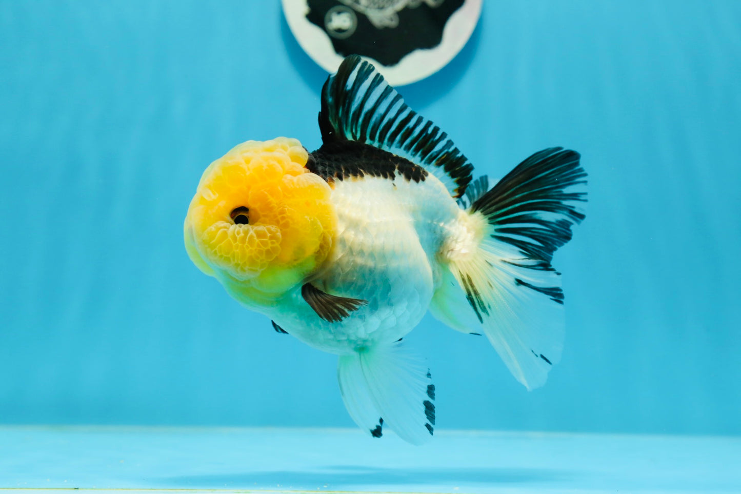 Panda Oranda de catégorie A, femelle Lemonhead, 5 pouces #0927OR_28