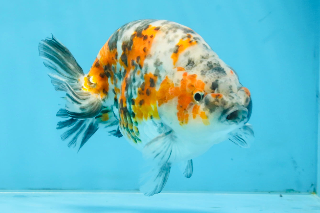 A Grade Tricolor Ranchu Male 5.5 inches #110725RC_14