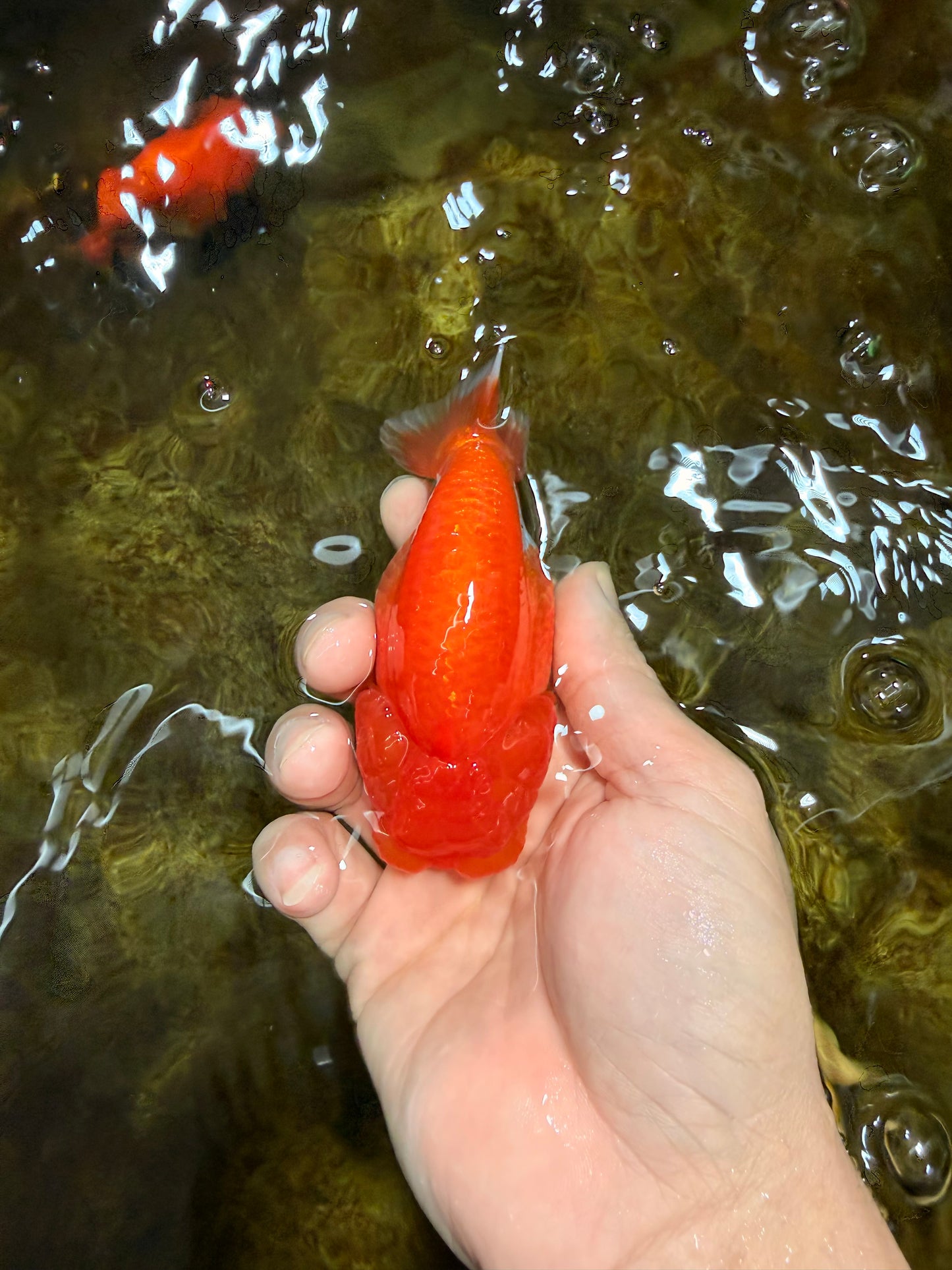 AAA Grade Red White LionQueen 4 inches #103125LC_22