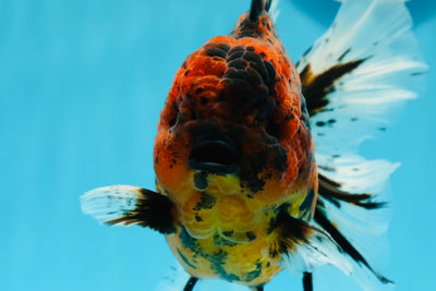 SHOW Grade Godzilla Tiger Oranda Male 5 inches #1020OR_08