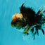 CHUBBY AAA Grade Tiger Oranda Male 5.5 inches #050126OR_08