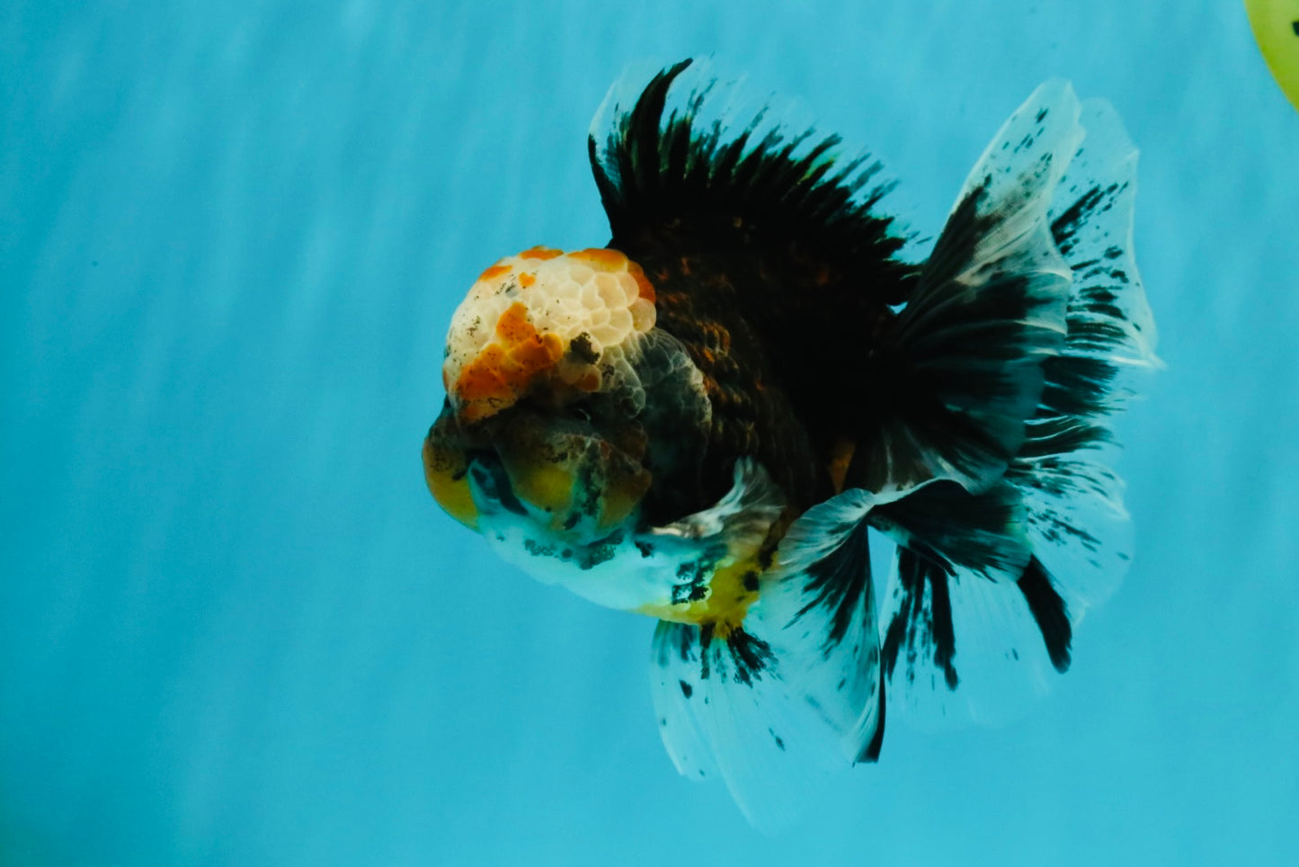 CHUBBY AAA Grade Tiger Oranda Male 5.5 inches #050126OR_08