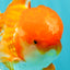A Grade Red White Oranda Male 6 inches #082126OR_05
