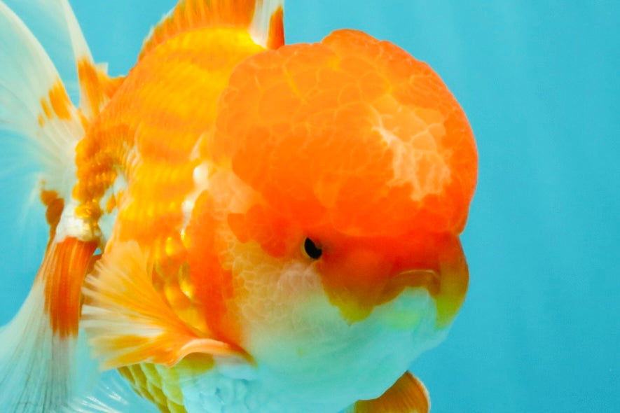 A Grade Red White Oranda Male 6 inches #082126OR_05