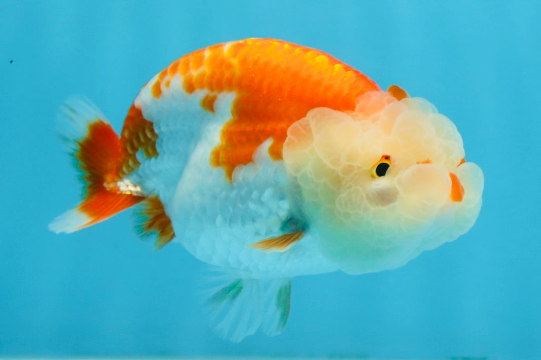 ADORABLE AAA Grade Red White LionQueen 4 inches #102425LC_16