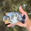 A Grade Tiger Ranchu Male 5.5 inches #080726RC_31