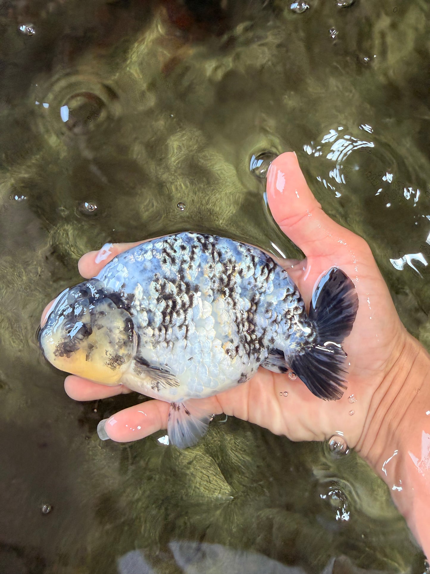 A Grade Tiger Ranchu Male 5.5 inches #080726RC_31