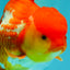 IRON MAN A Grade Red White Oranda Female 6-6.5 inches #080726OR_07