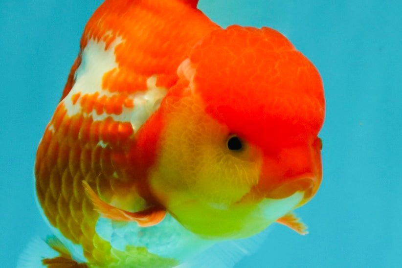 IRON MAN A Grade Red White Oranda Female 6-6.5 inches #080726OR_07