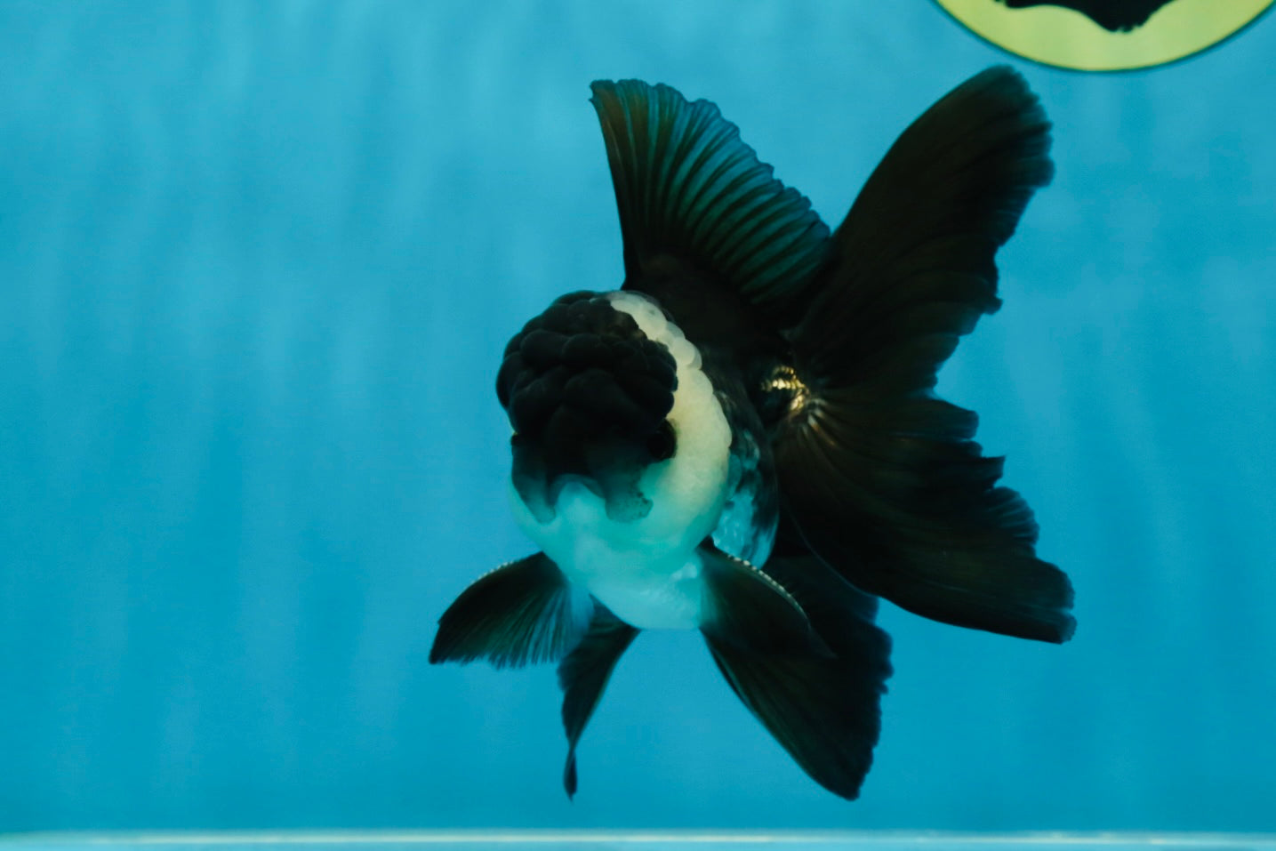 A Grade Panda Oranda Male 5 inches #050225OR_09