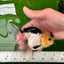 Panda Oranda femelle avec des yeux boutonnés de qualité AAA, 5 pouces #0906OR_25