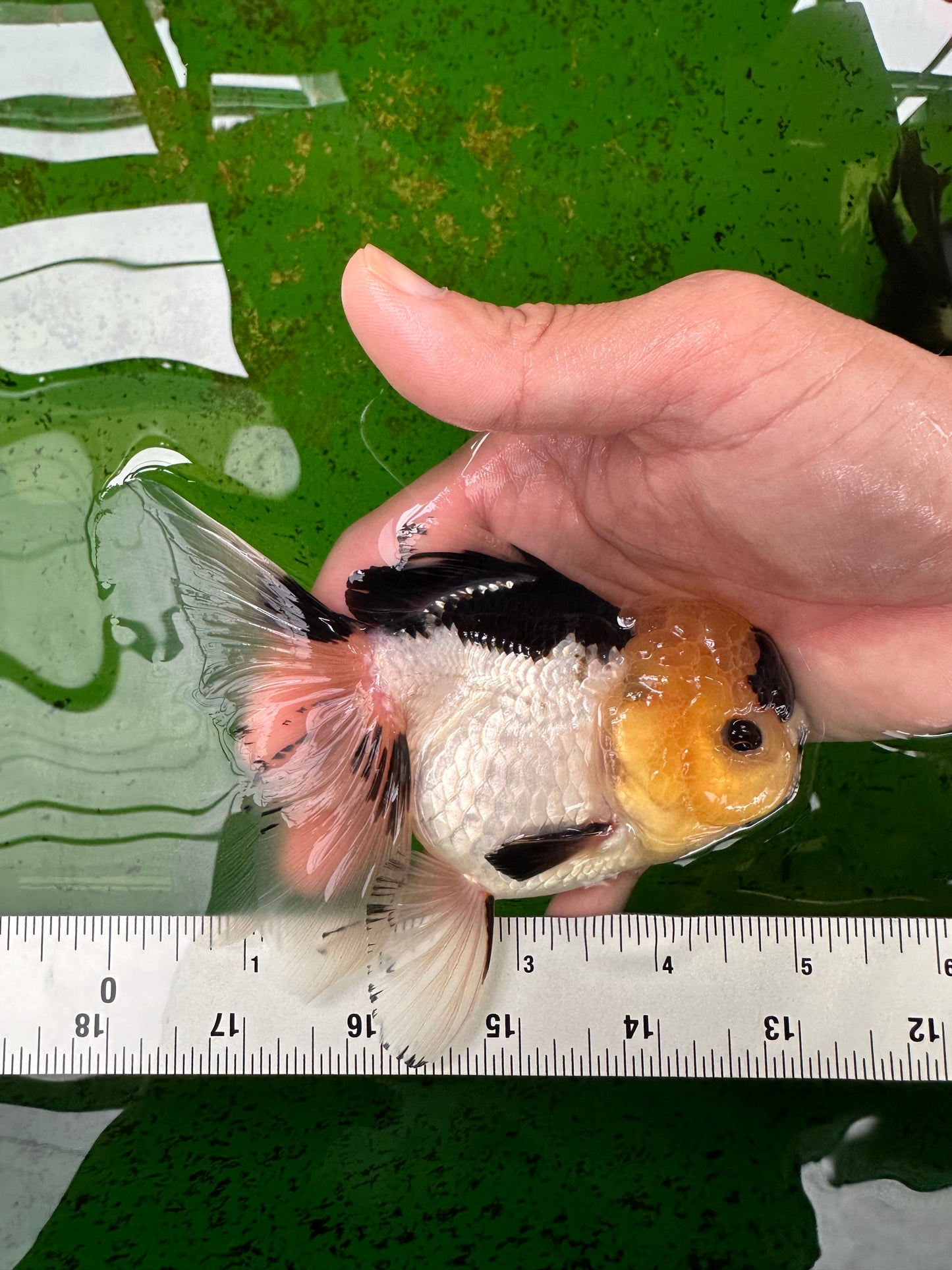 Panda Oranda femelle avec des yeux boutonnés de qualité AAA, 5 pouces #0906OR_25