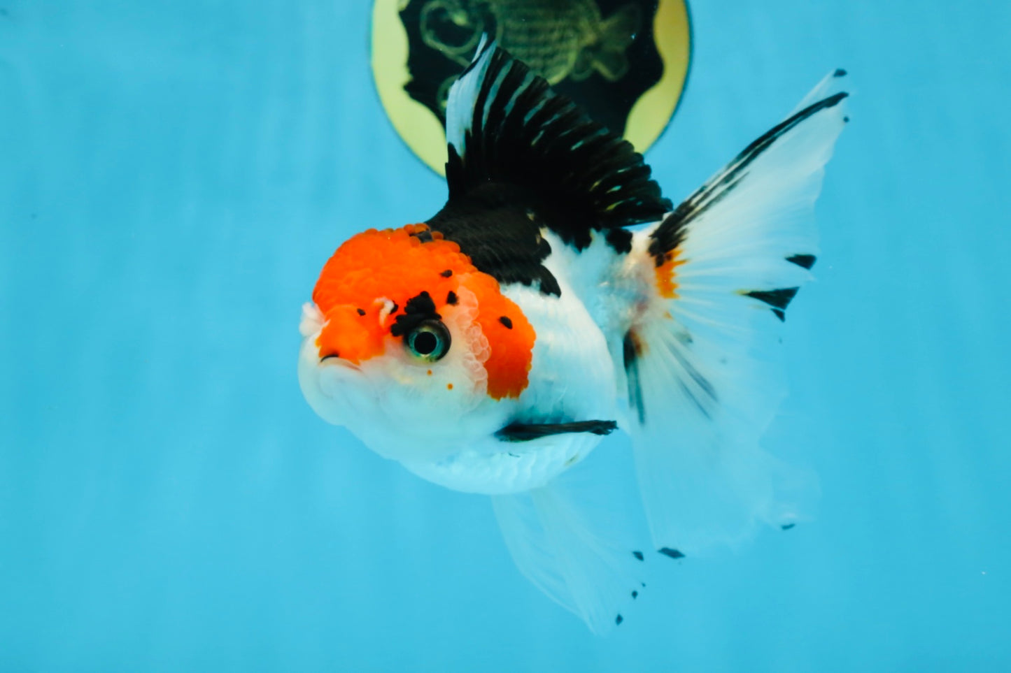 Tricolor Oranda Female 5-5.5 inches #100325OR_16