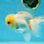 A Grade White Oranda Male 5.5-6 inches #060625OR_26