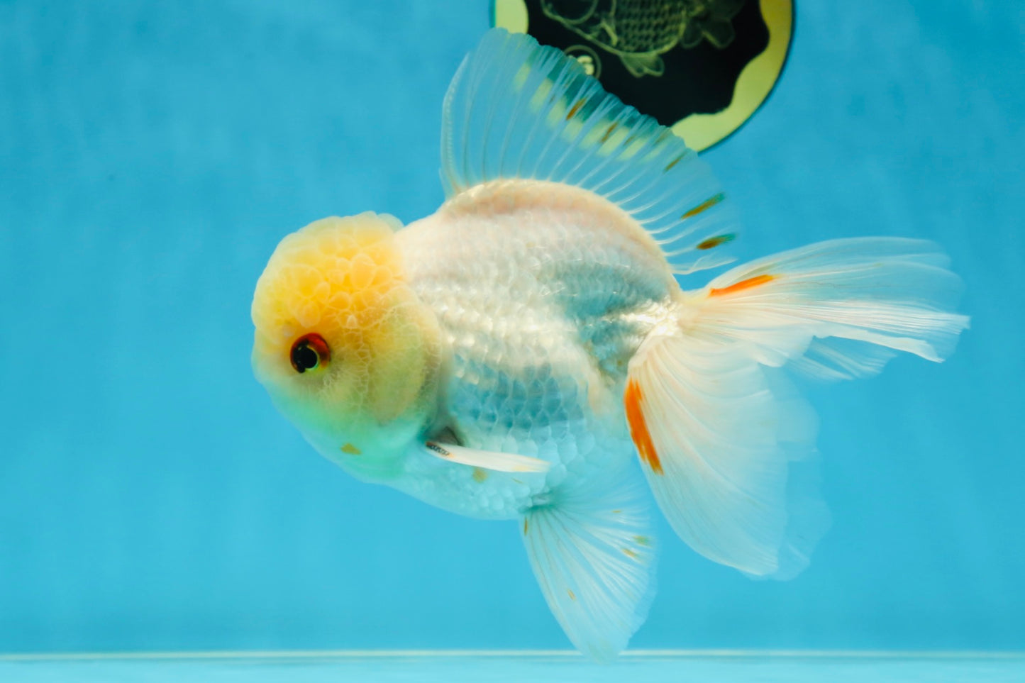A Grade White Oranda Male 5.5-6 inches #060625OR_26