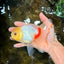 Red White Oranda Female 5.5 inches #111425OR_18
