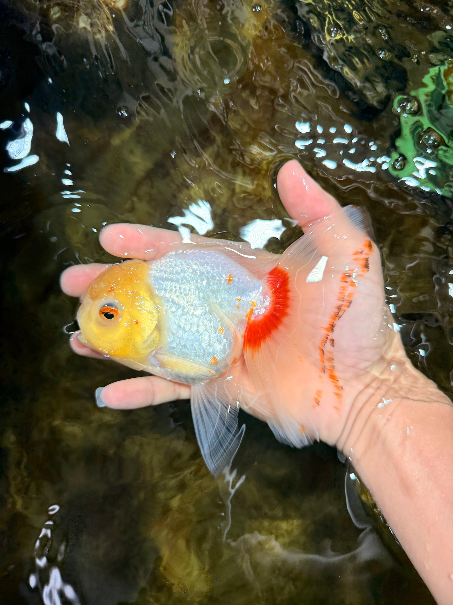 Red White Oranda Female 5.5 inches #111425OR_18