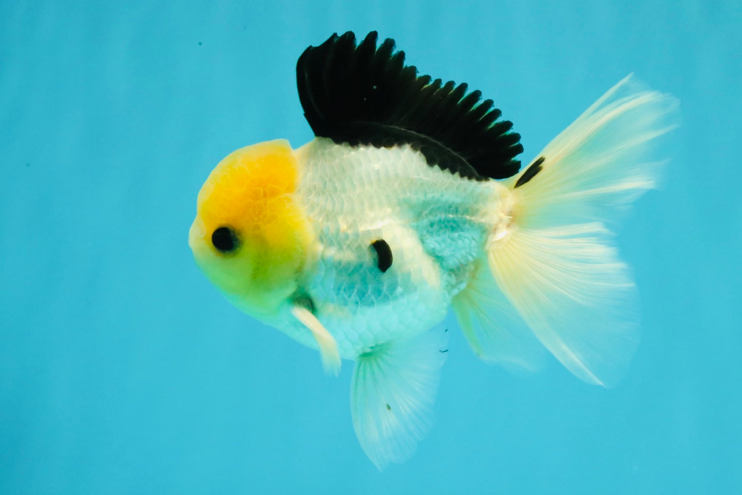 A Grade Panda Button Eyes Oranda Male 5-5.5 inches #031326OR_28