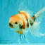Sanke Oranda Male 5.5 inches #082826OR_04