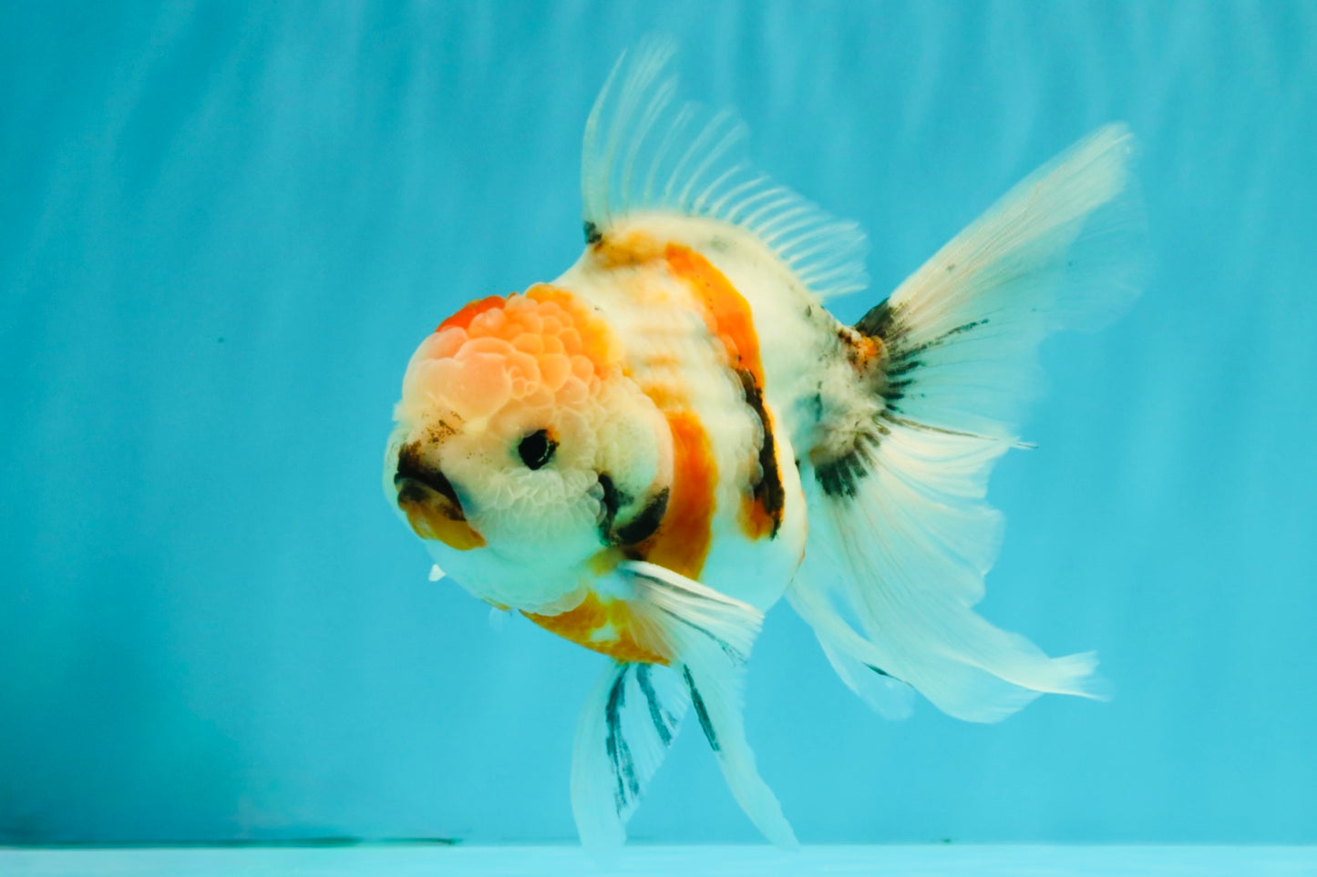 Sanke Oranda Male 5.5 inches #082826OR_04
