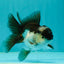 Panda Oranda Male 3.5-4 inches #110124OR_11