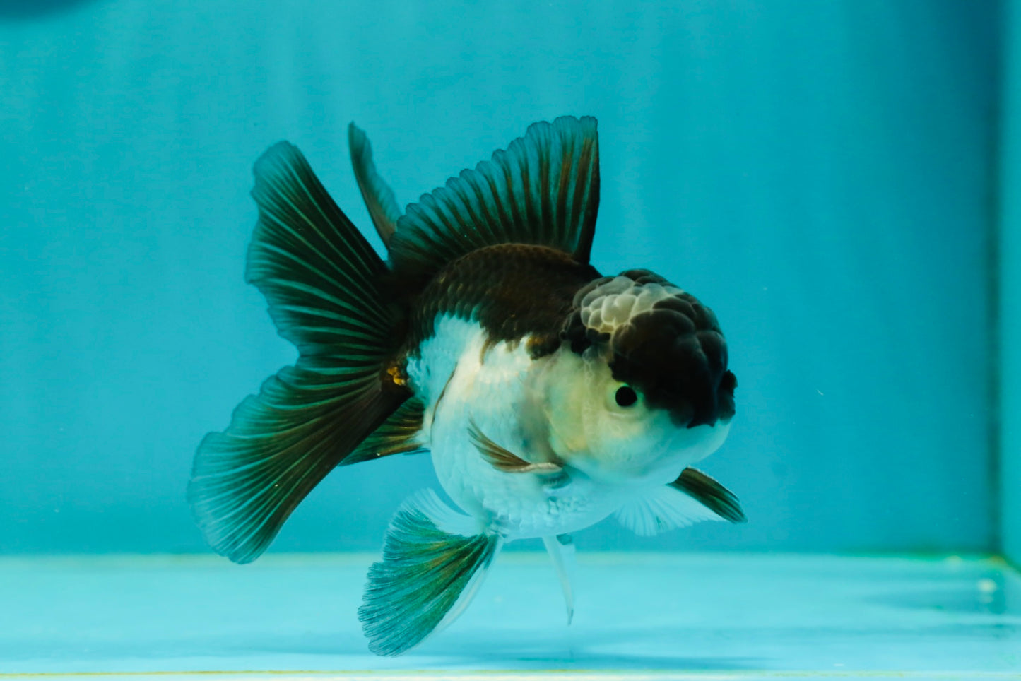 Panda Oranda Male 3.5-4 inches #110124OR_11