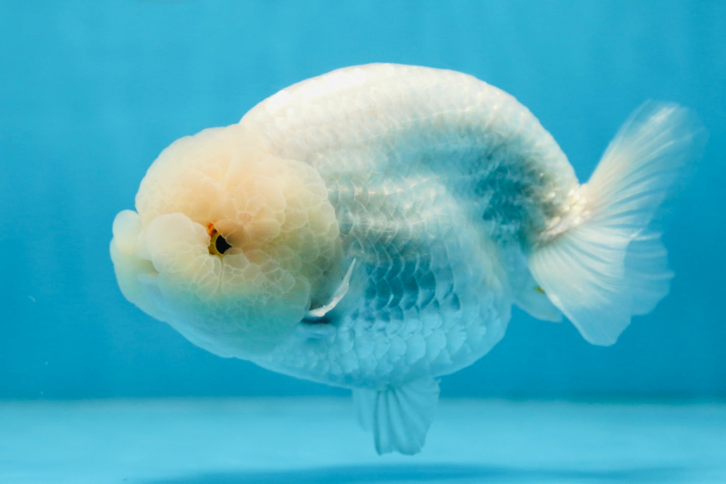 AAA Grade SNOW WHITE LionQueen 5.5-6 inches #090525LC_01