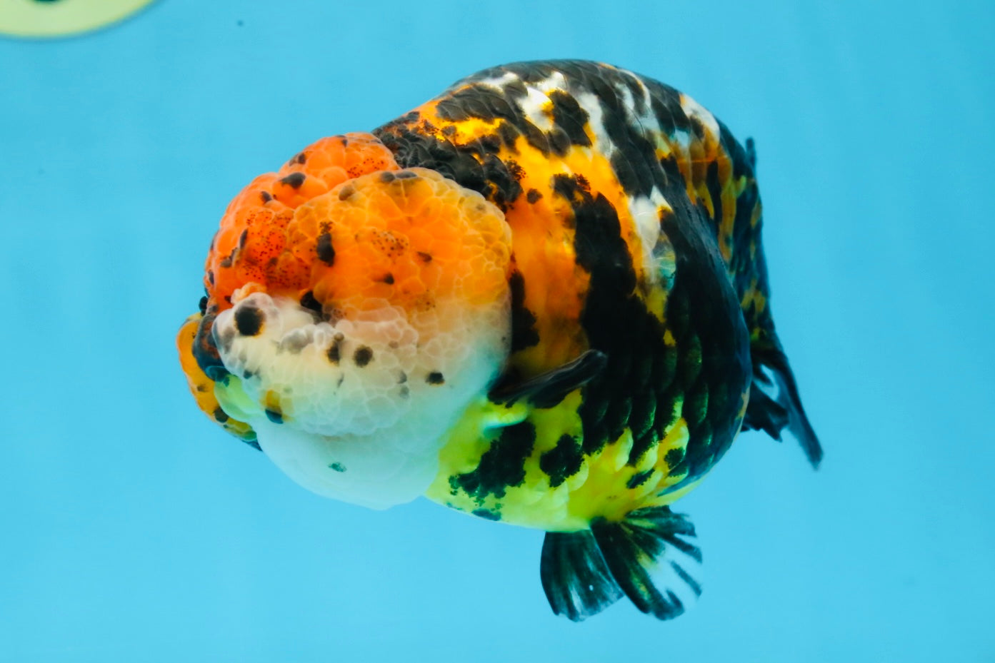 UNIQUE AAA Grade Chinese Red Head Ranchu Female 4.5-5 inches #101725RC_19