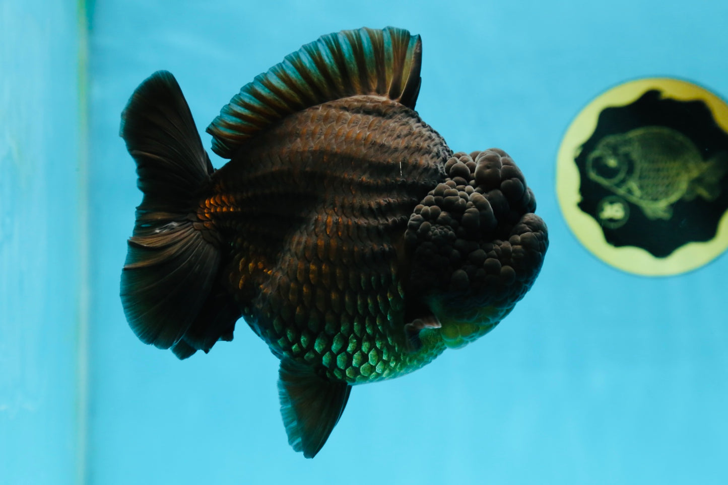 AAA Grade Godzilla Black Yuanbao Female 5-5.5 inches #050925YB_22