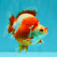 AAA Grade Red White Ryukin Male 4 inches #041726RK_05