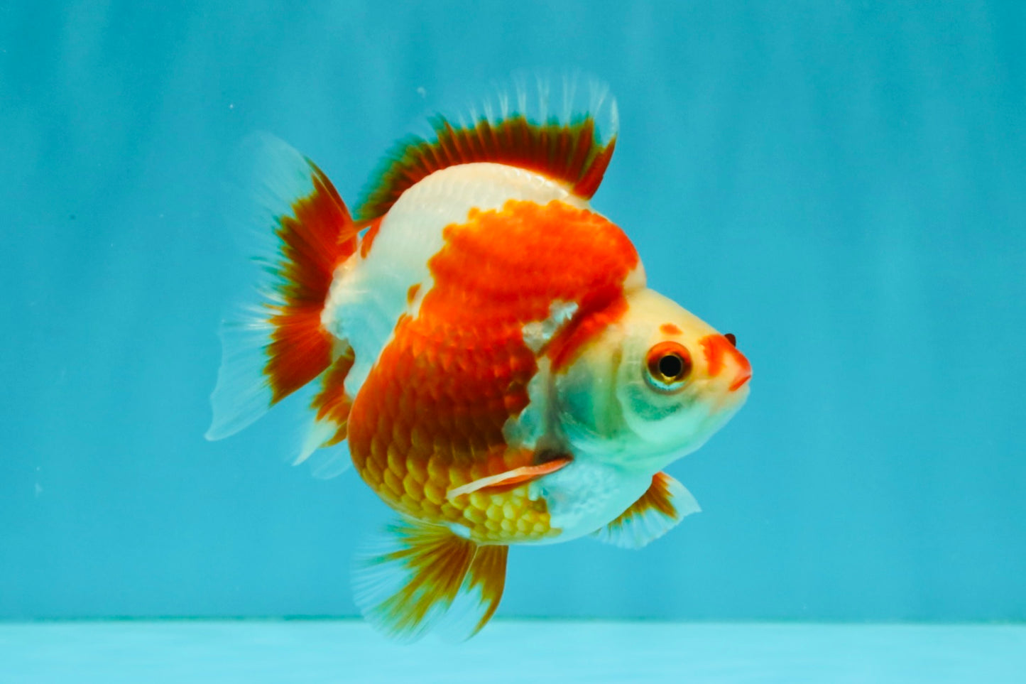 AAA Grade Red White Ryukin Male 4 inches #041726RK_05