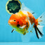 A Grade FANCY Sakura Oranda Male 6 inches #072525OR_16
