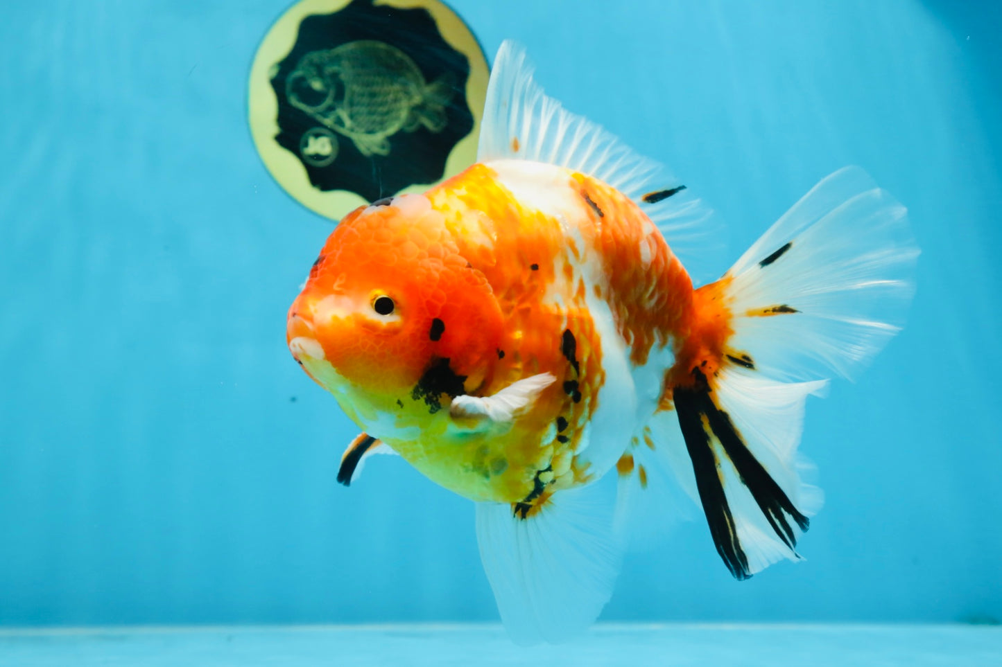 A Grade FANCY Sakura Oranda Male 6 inches #072525OR_16
